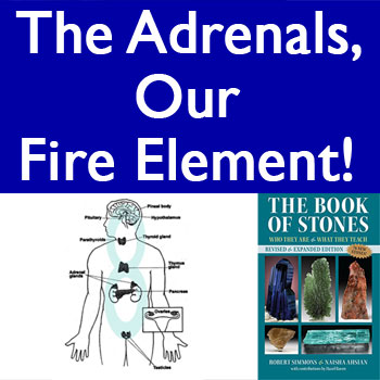 The Endocrine System! The Adrenals, our Fire Element! (VIDEO)