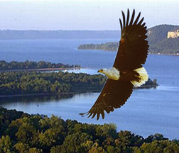 Eagle over Mississippi River