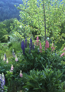 Lupines