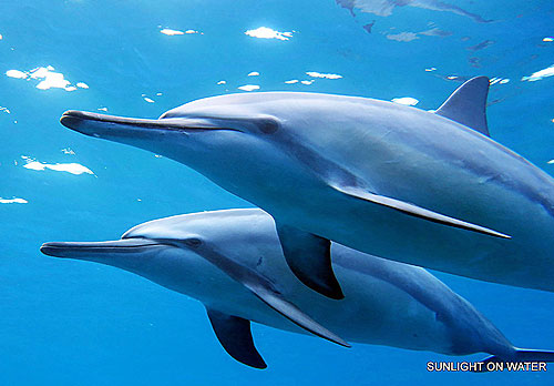 Enjoy the Dolphin Swim Tour when in Hawaii