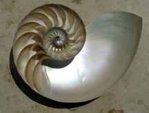 Chambered Nautilus